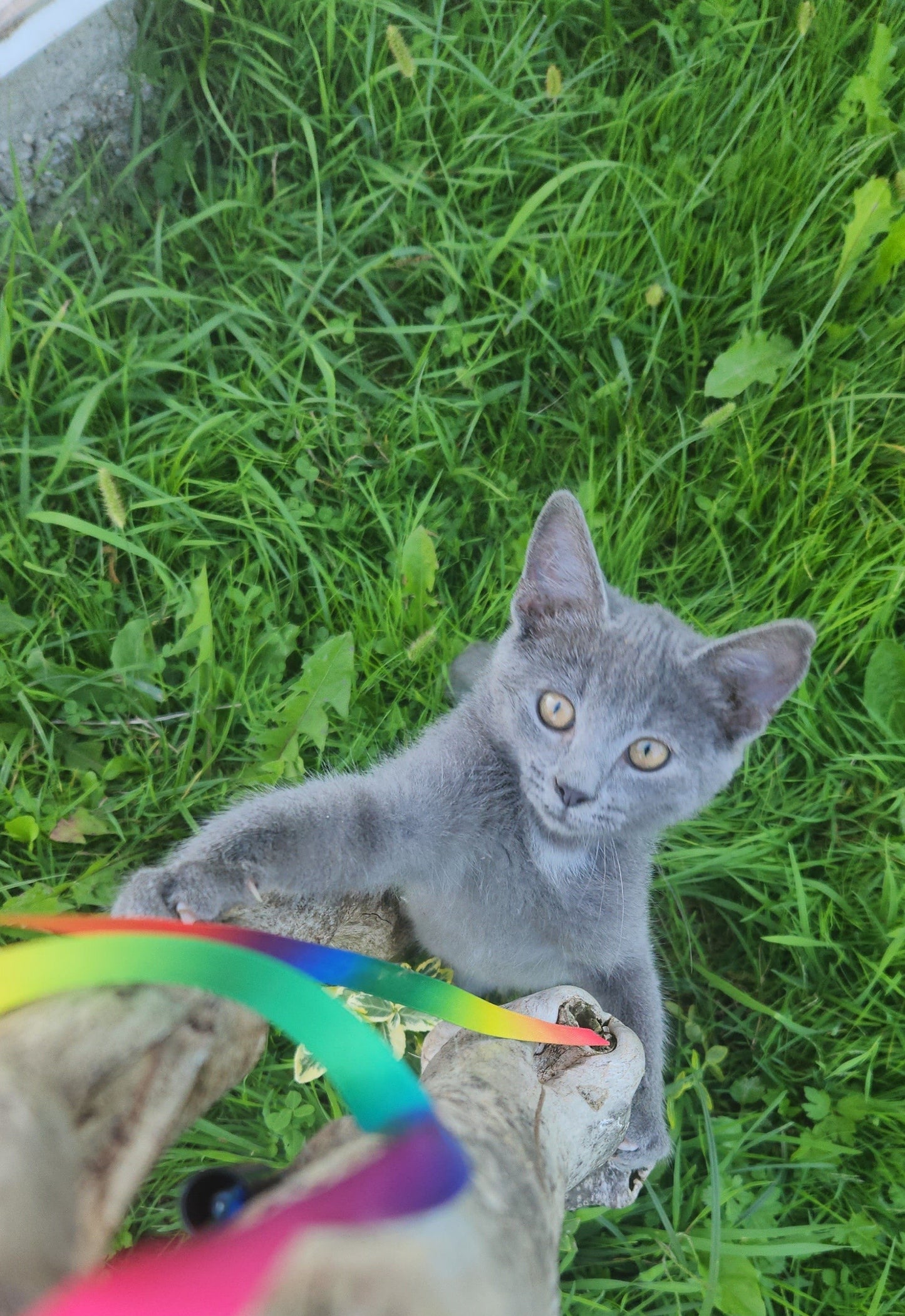 Gray kitten playing with a rainbow-colored toy on grass
