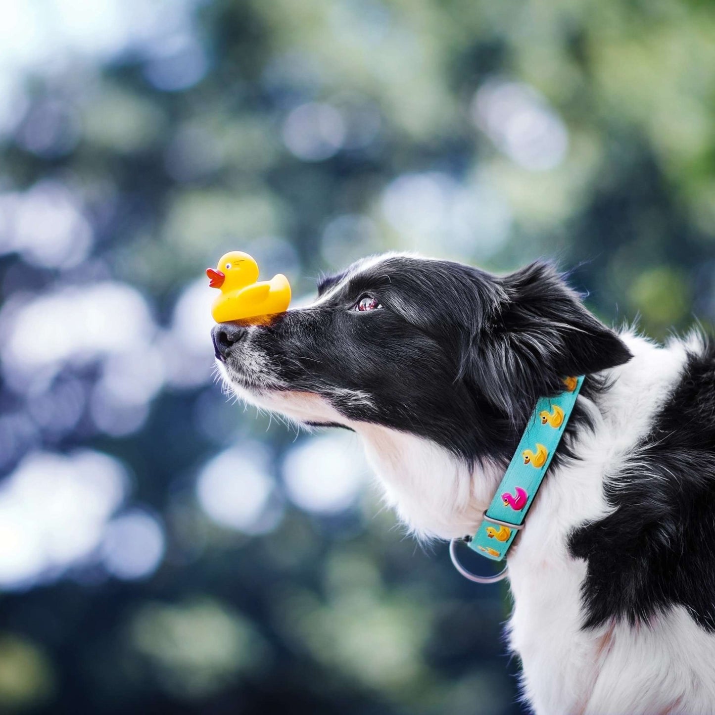 Dog with a yellow rubber duck on its nose against a blurred natural background