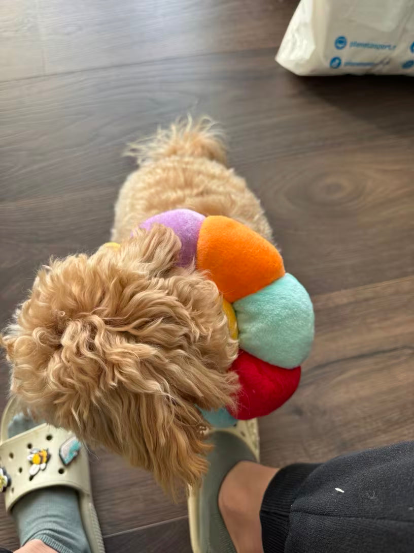 Small dog wearing a colorful toy on a wooden floor