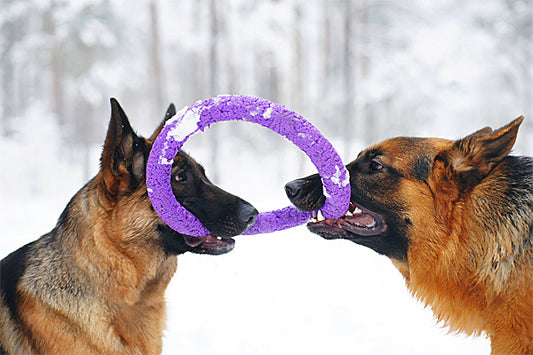 Two dogs playing with a purple ring toy  pulleragainst a snowy background