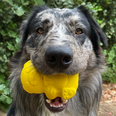 SodaPup Honeybear interaktivna igračka za pse za sporo hranjenje
