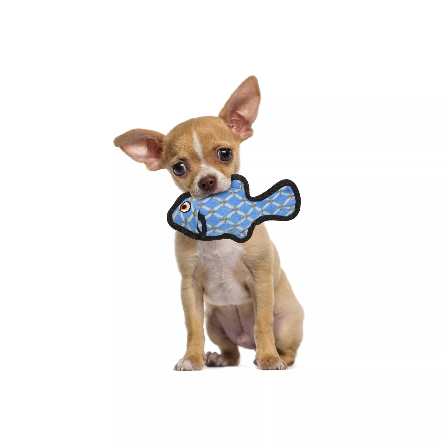 Small dog with a blue fish-shaped toy in its mouth on a white background