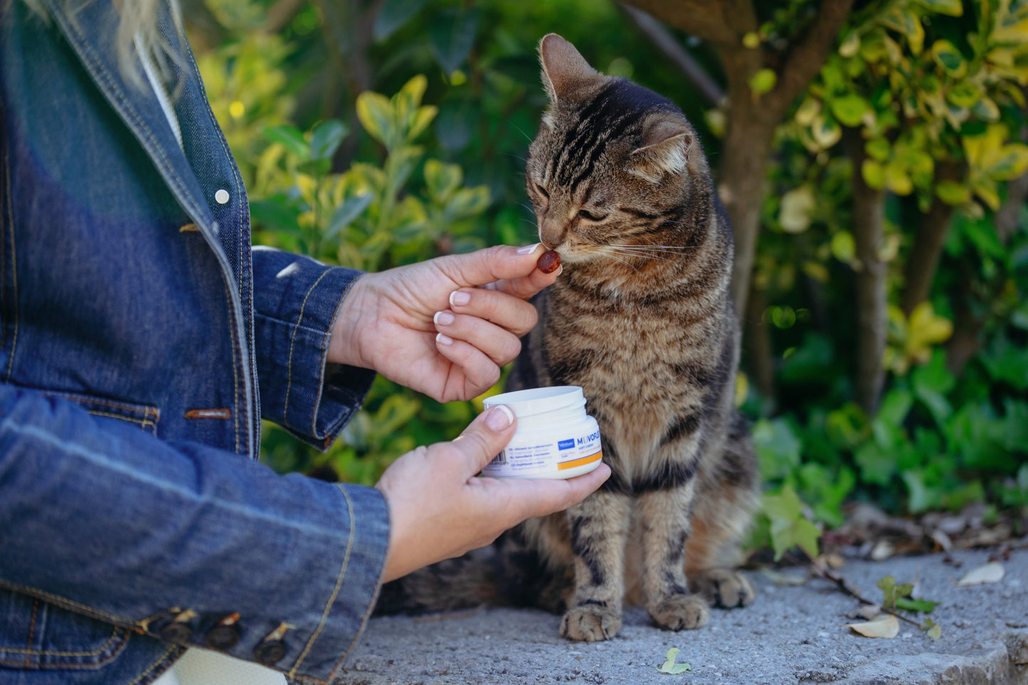 Movoflex Cat poslastice za mačke za zdravlje hrskavice i zglobova