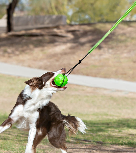 Jolly Pets Tree Tugger interaktivna izdržljiva igračka za pse