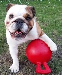 Jolly Pets Tug N Toss lopte za pse koje se ne mogu probušiti