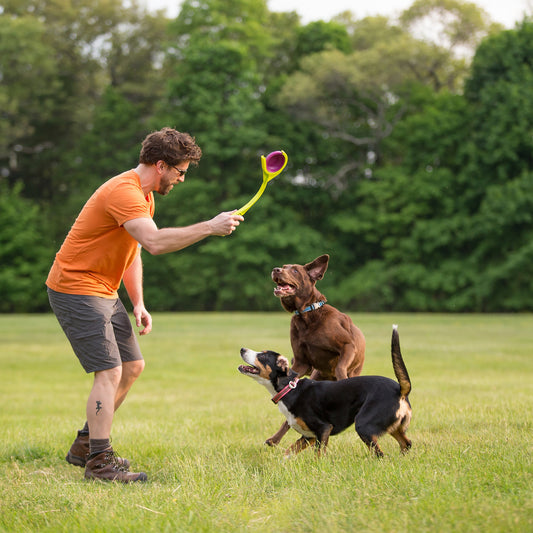 owner with dogs throwing a frisbee