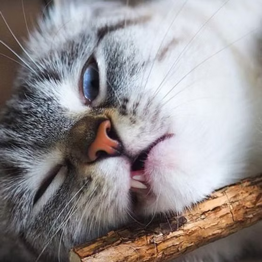 cat playing with matatabi cat stick

