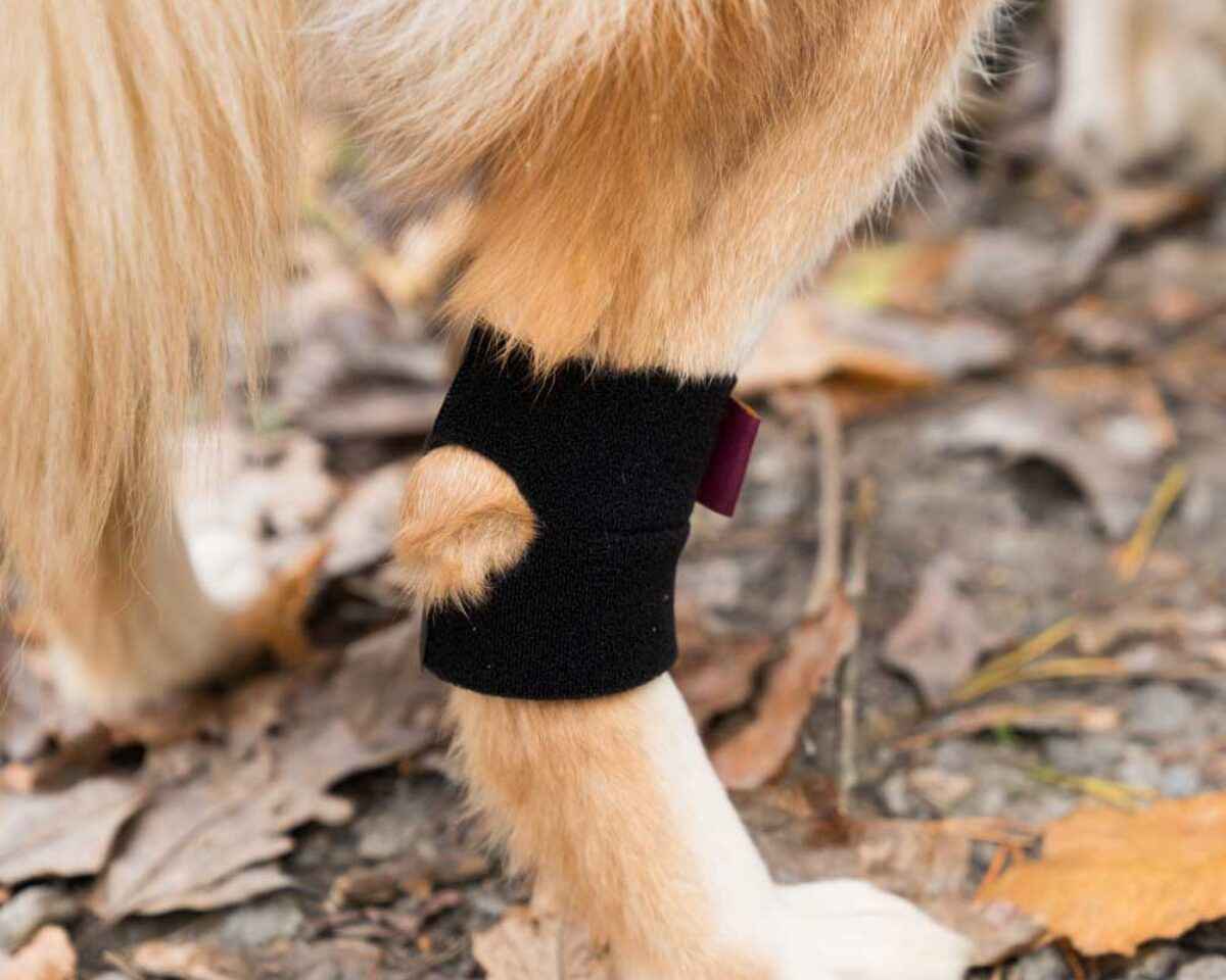 Dog's paw with a black bandage on a natural background