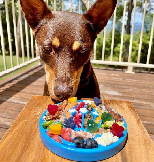 SodaPup Coin interaktivna zdjelica za pse za sporo hranjenje