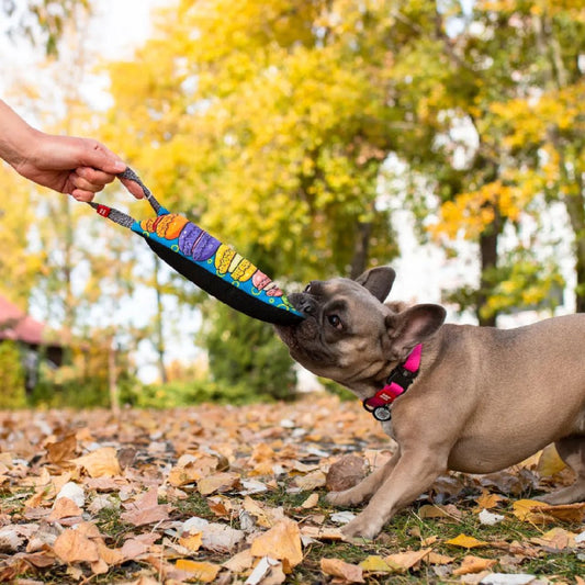 Dog playing with a colorful toy outdoors in autumn