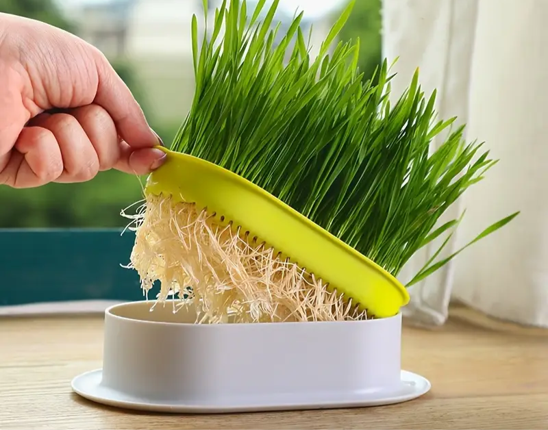 Zdjelica za uzgoj mačje trave (hidrofonska)